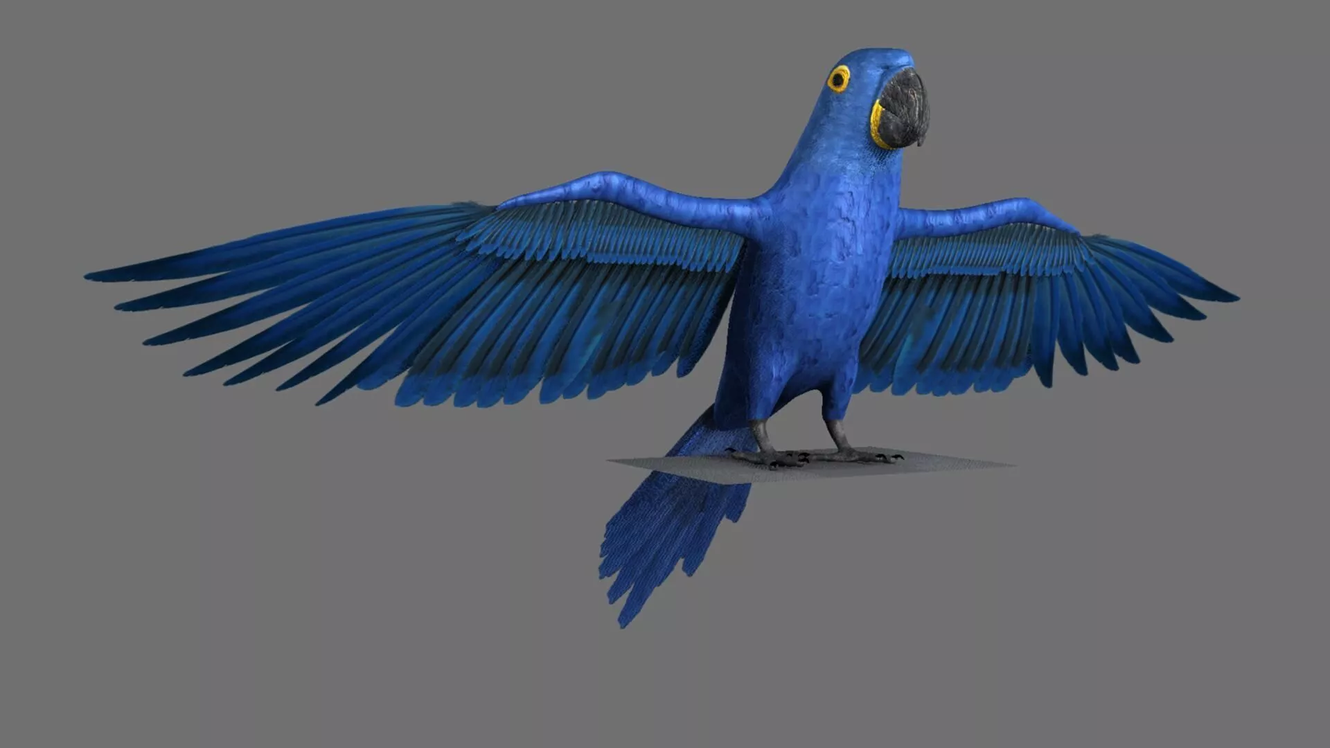 Blue Macaw flying 3D model