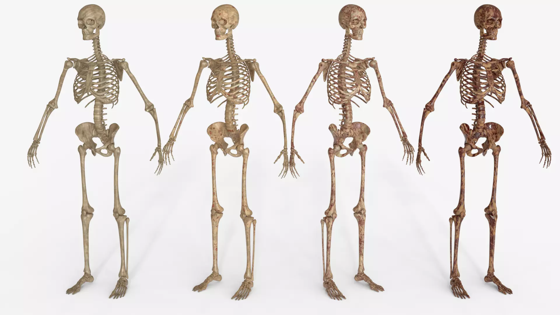 Bloody Human Skeleton - 4 PBR Material Variants 3D model