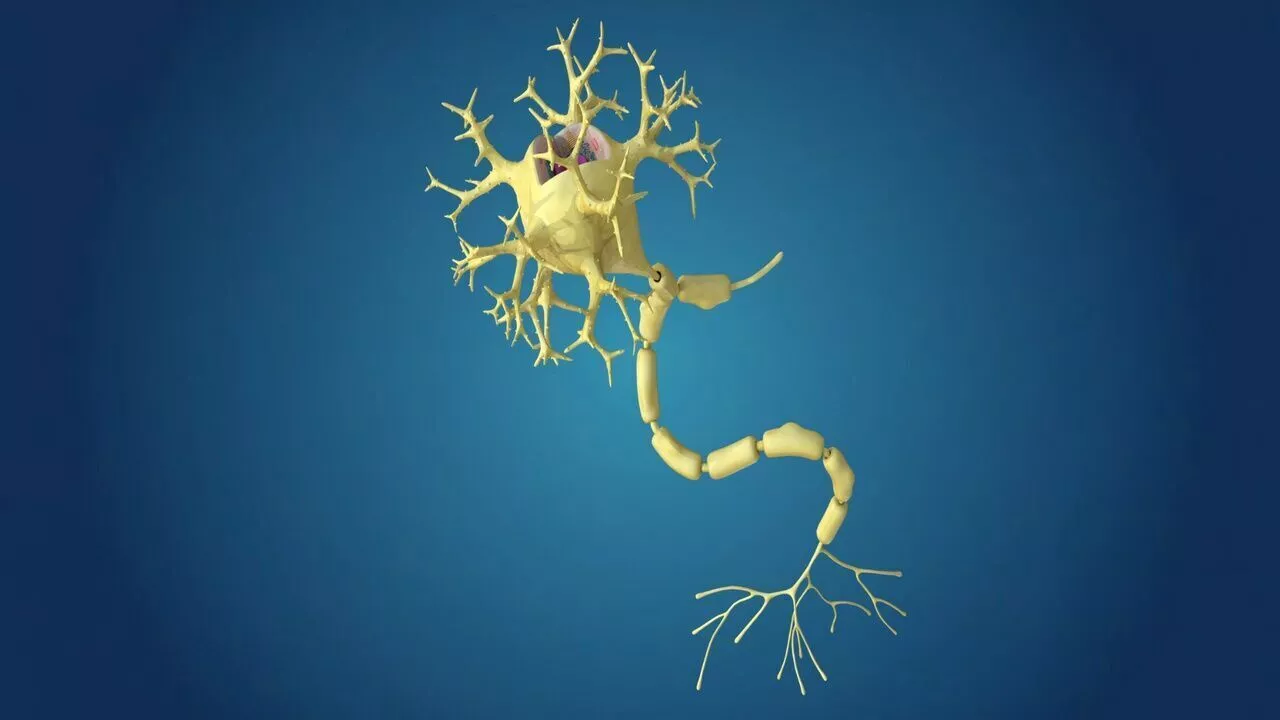 Human Neuron Cell Anatomy 3D model