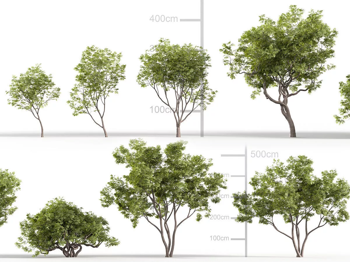Japanese maple - Acer palmatum Low-poly 3D model