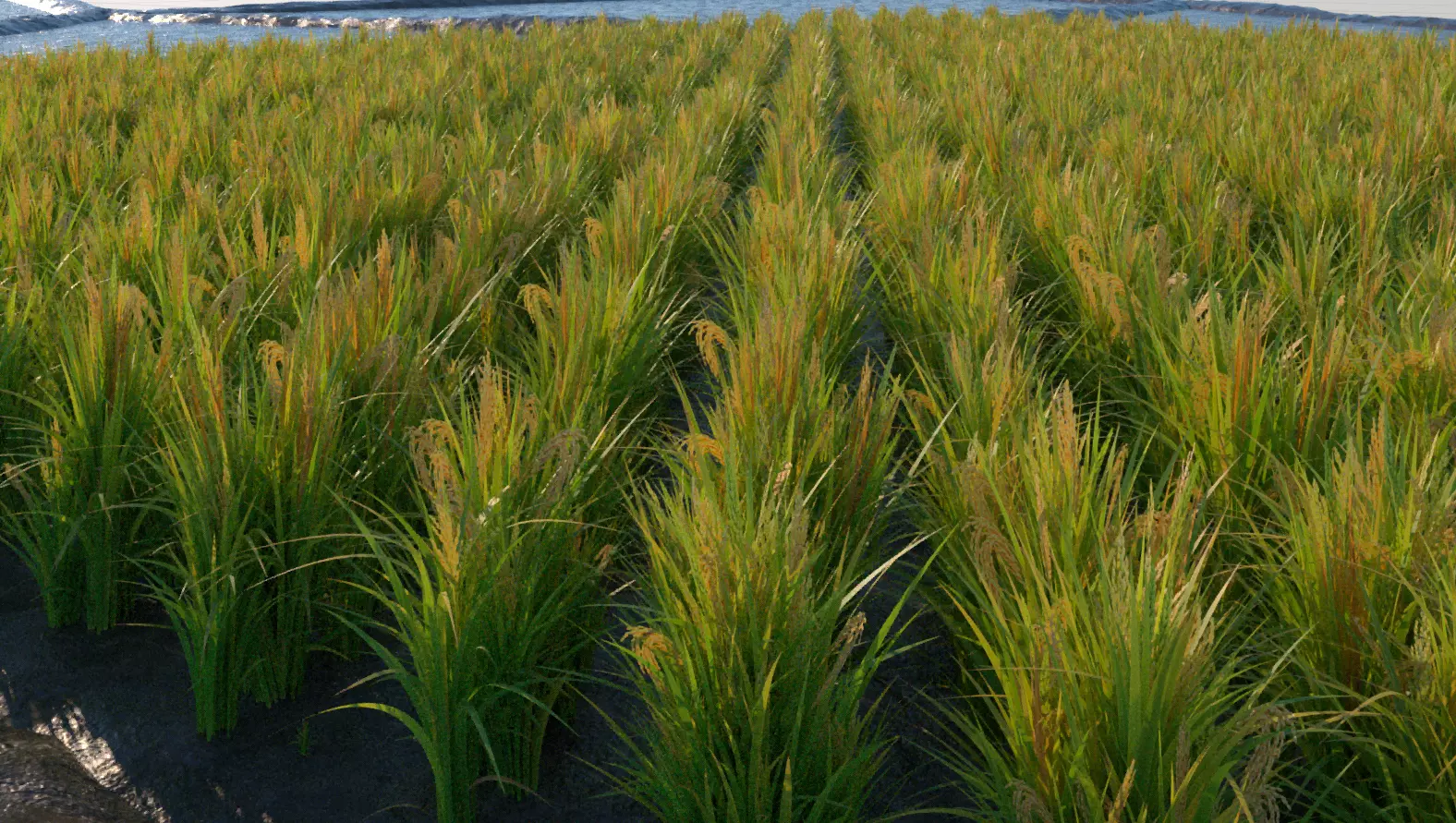 Thai Rice Plant Pack - 5 Low Poly Variations Low-poly 3D model