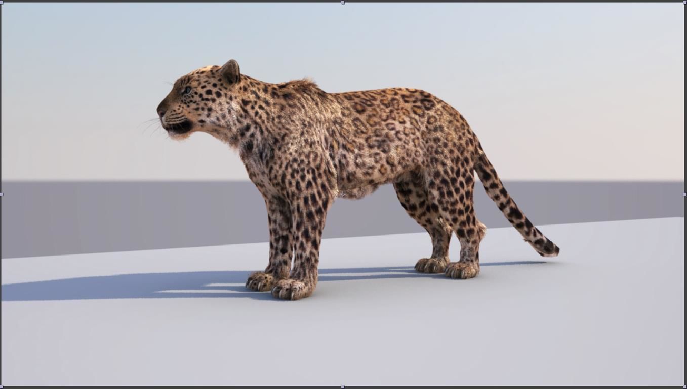 Leopard textured riged Free 3D model