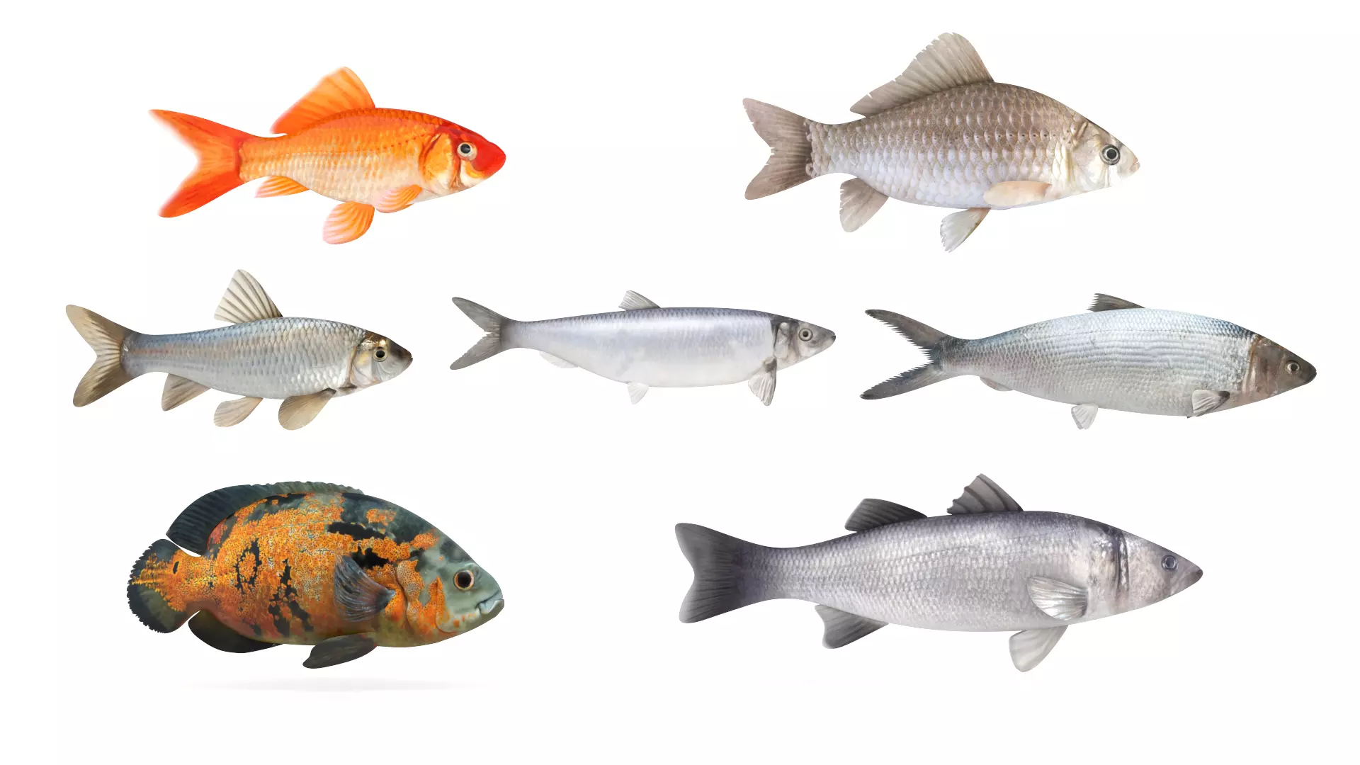Fish Collection 3D model