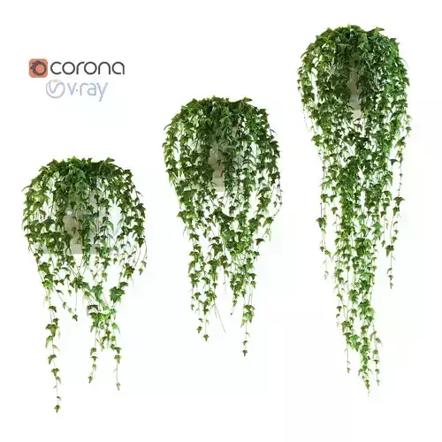 Ivy on a shelf in a pot