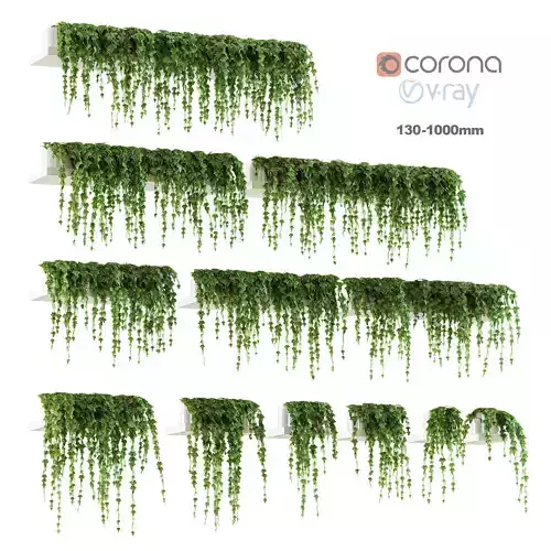 Ivy for shelves 12 models