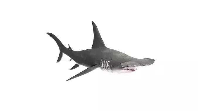 Realistic Hammerhead Shark