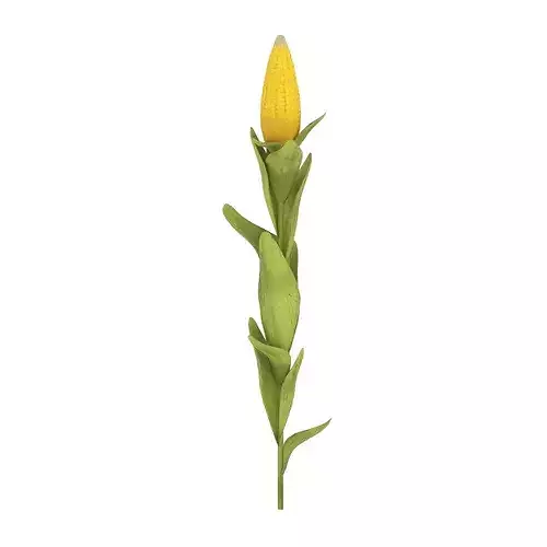 Corn Plant Low-poly 3D model 5