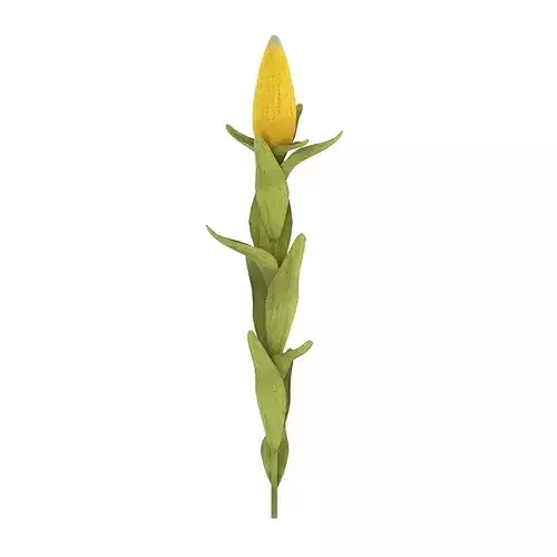 Corn Plant Low-poly 3D model 2