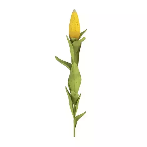 Corn Plant Low-poly 3D model 4