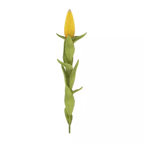 Corn Plant Low-poly 3D model