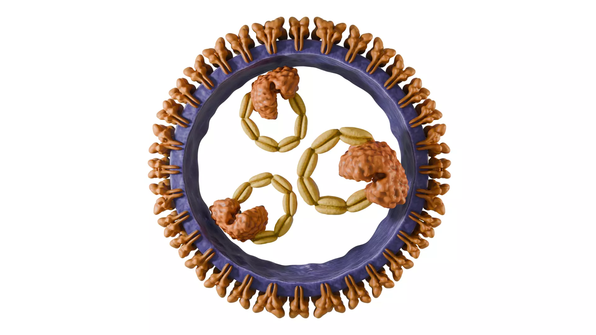 Hantavirus Orthohantavirus PARTS Low-poly 3D model