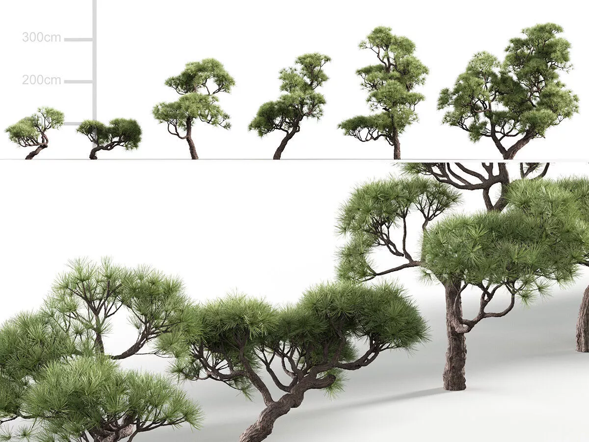 Pinus thunbergii - Japanese black pine Low-poly 3D model