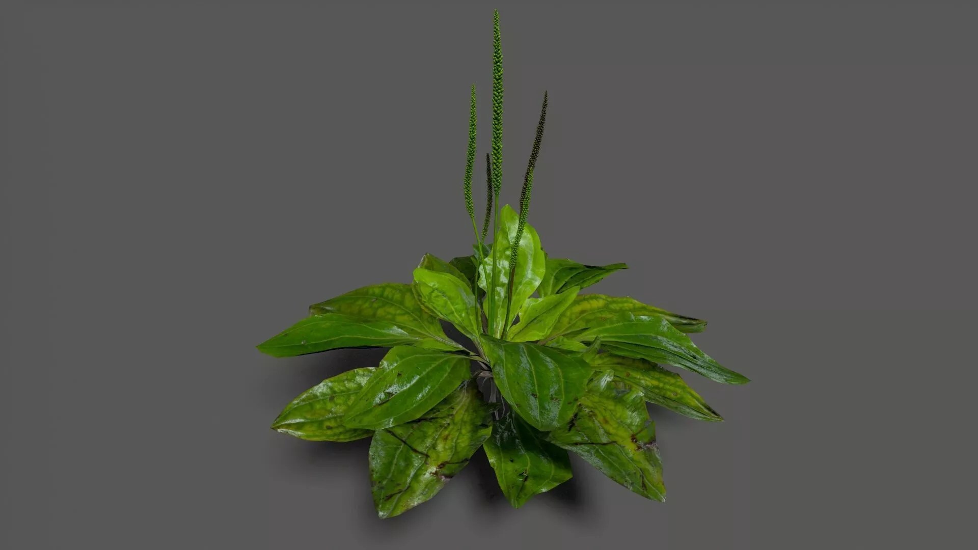 Plantain Pack Low-poly 3D model