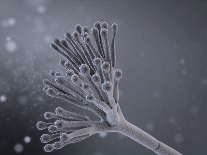 Penicillium Chrysogenum 3D model