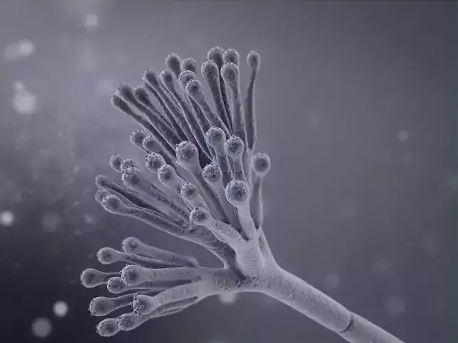 Penicillium Chrysogenum 3D model