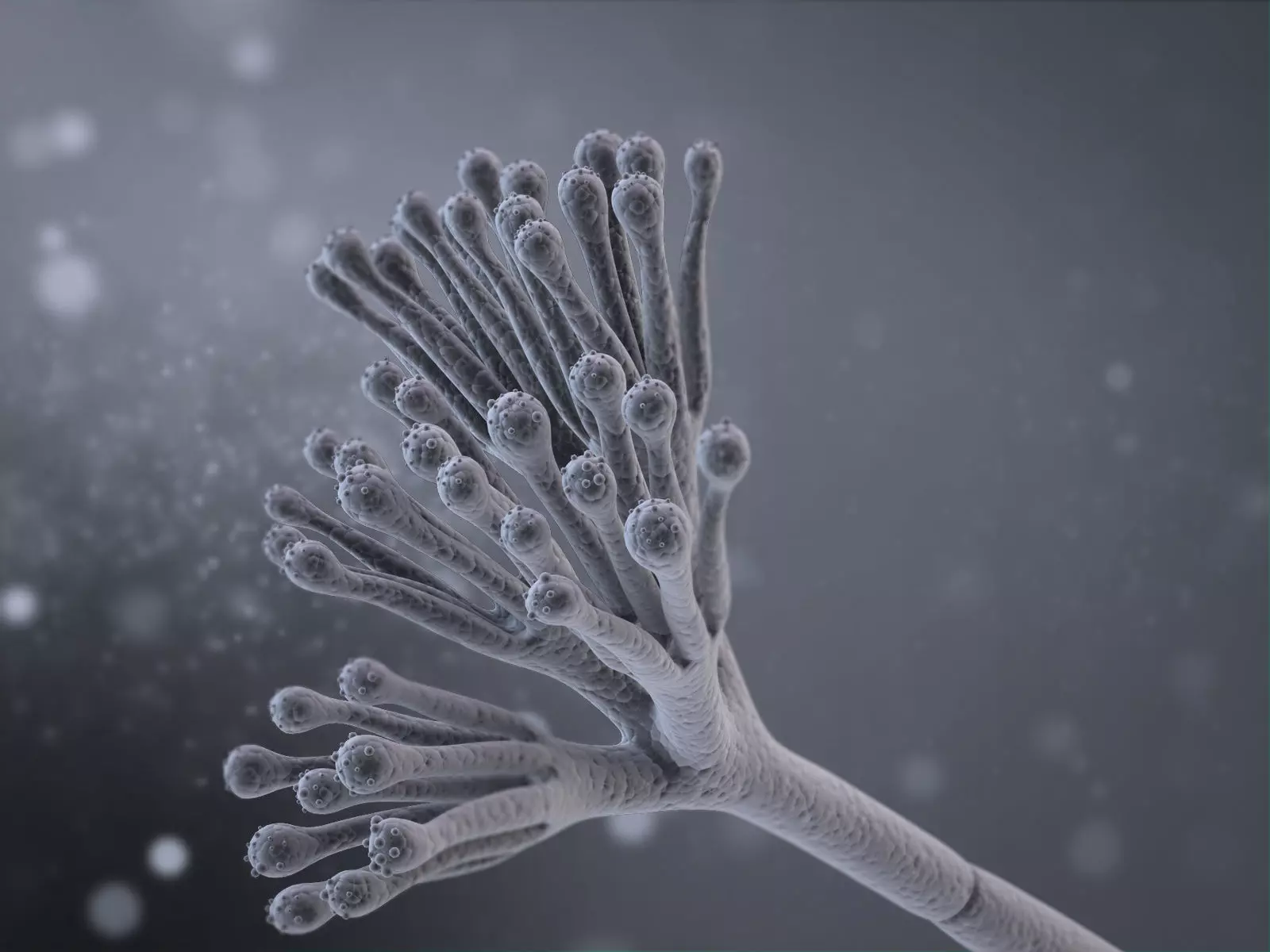 Penicillium Chrysogenum 3D model_0