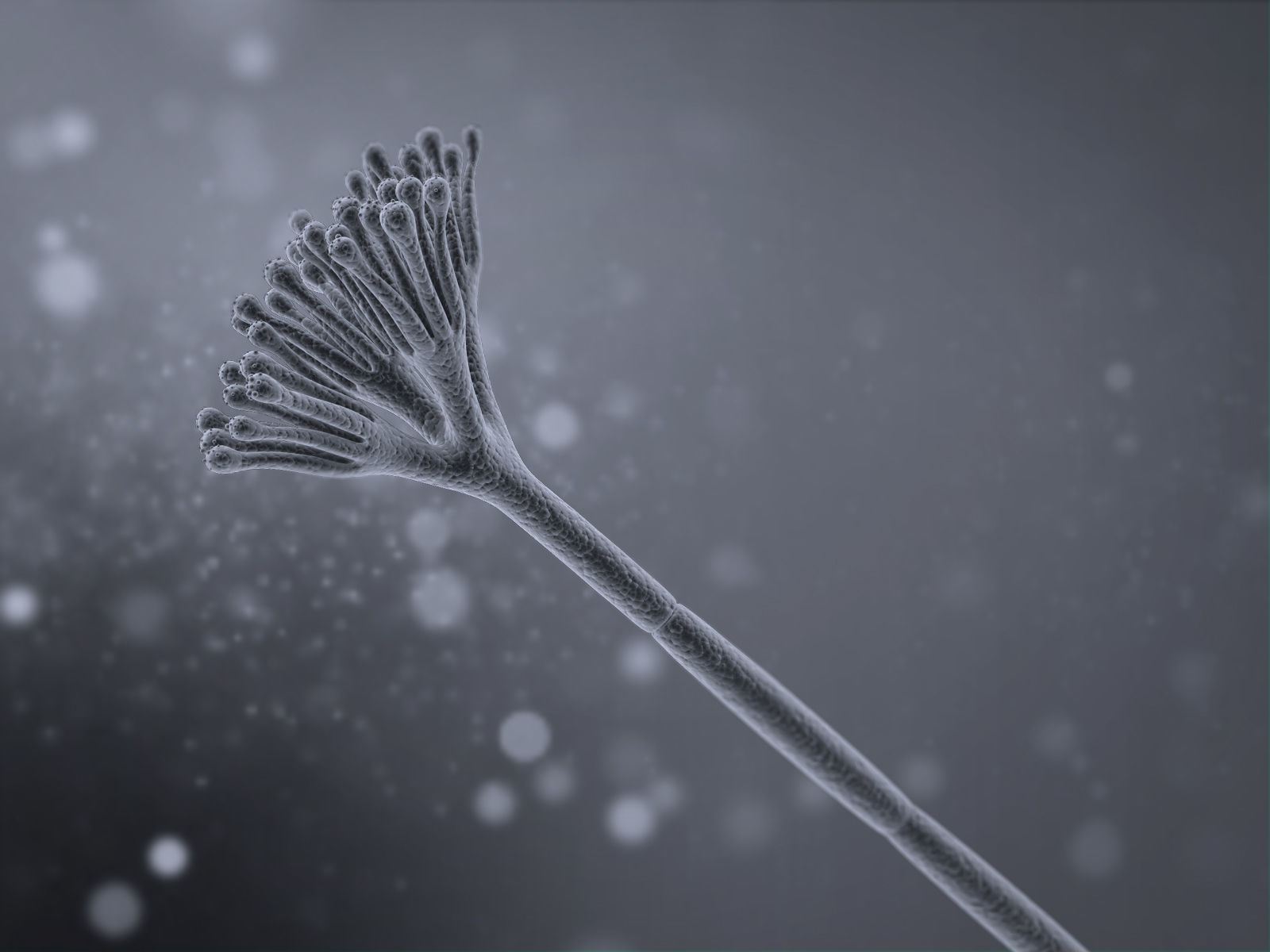 Penicillium Chrysogenum 3D model_1