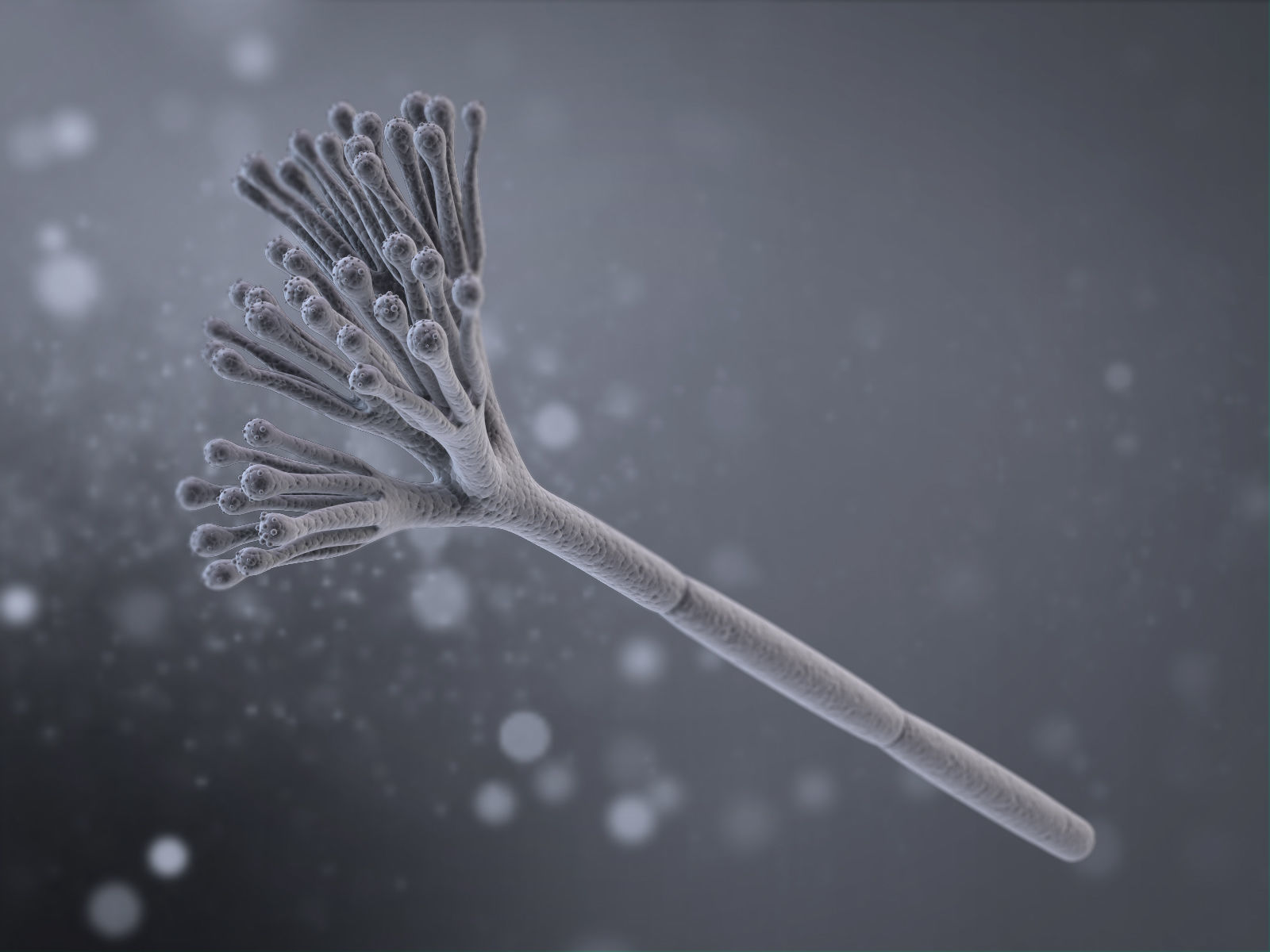 Penicillium Chrysogenum 3D model_2