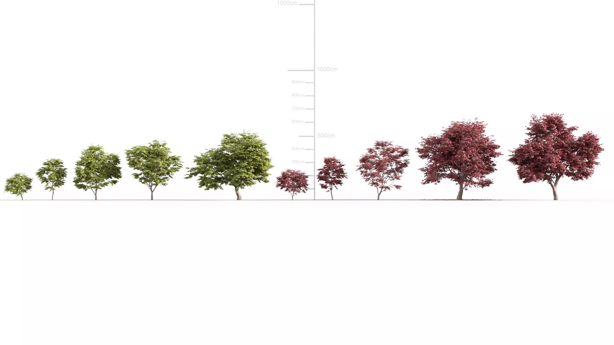 Acer palmatum - Japanese maple Low-poly 3D model