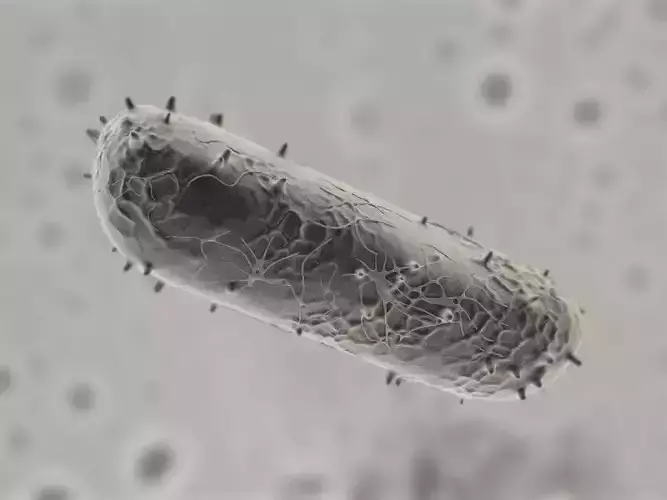 Rhabdoviridae bacteria 3D model