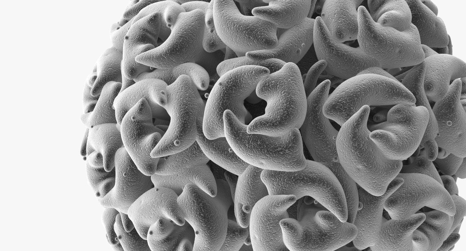 Simian Virus 40 3D model_5