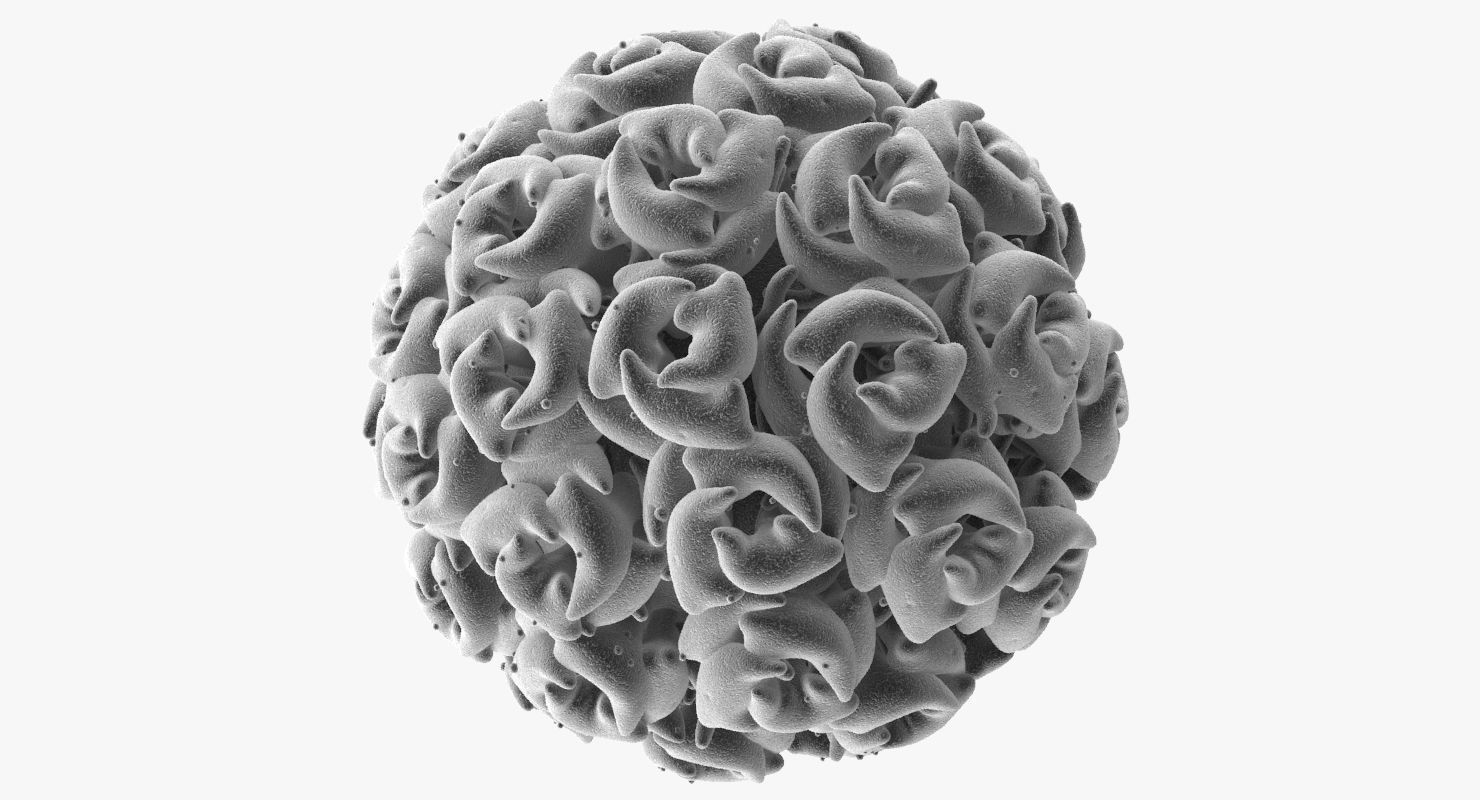 Simian Virus 40 3D model_4