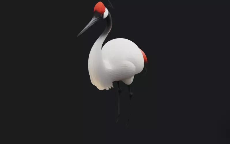 Red-Crowned Crane Animated 3D Model Free 3D model