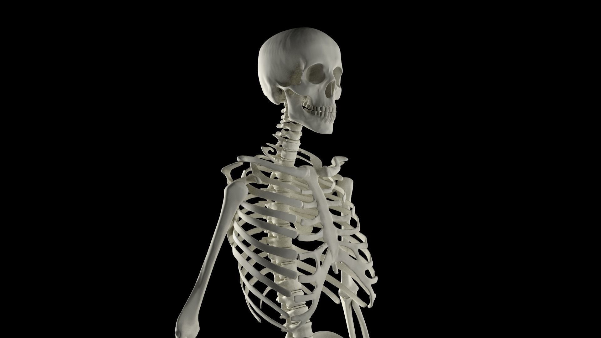 Midpoly Skeleton 3D model_1