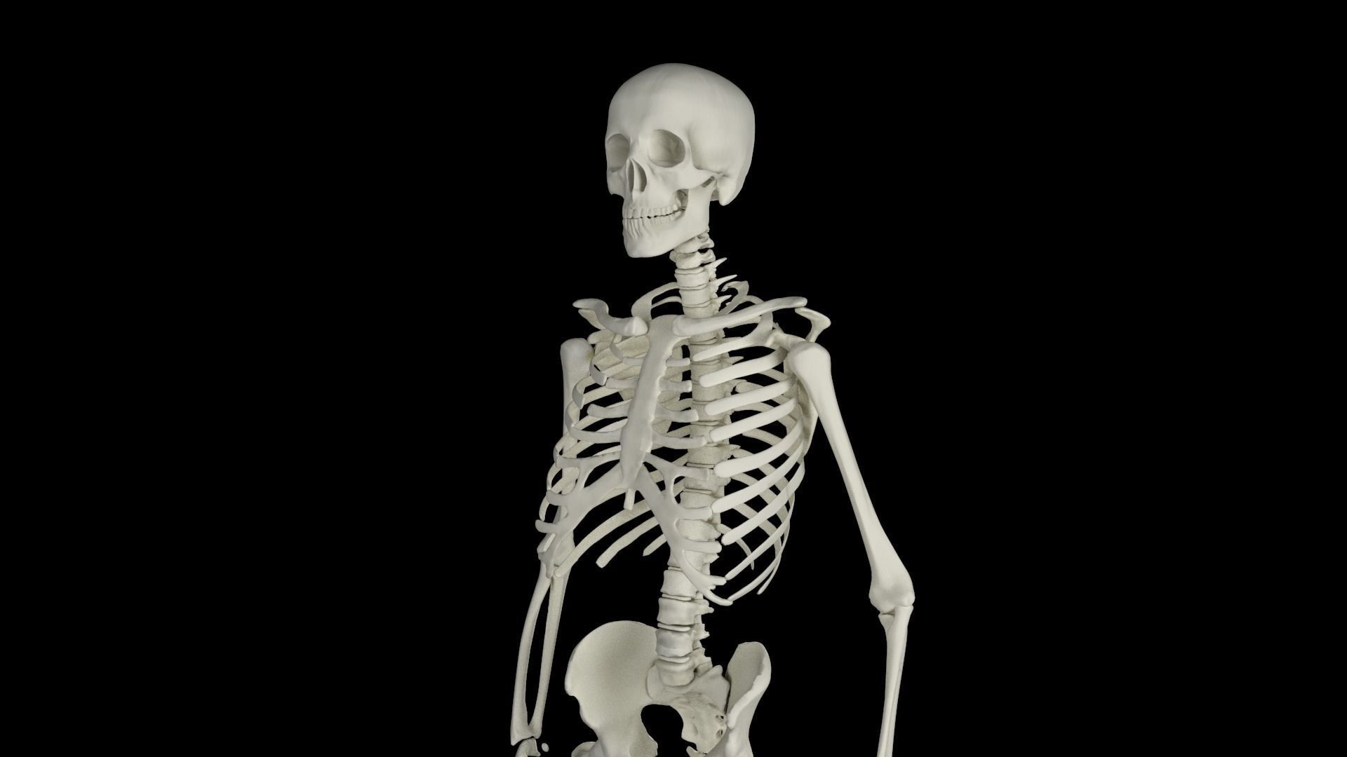 Midpoly Skeleton 3D model_3