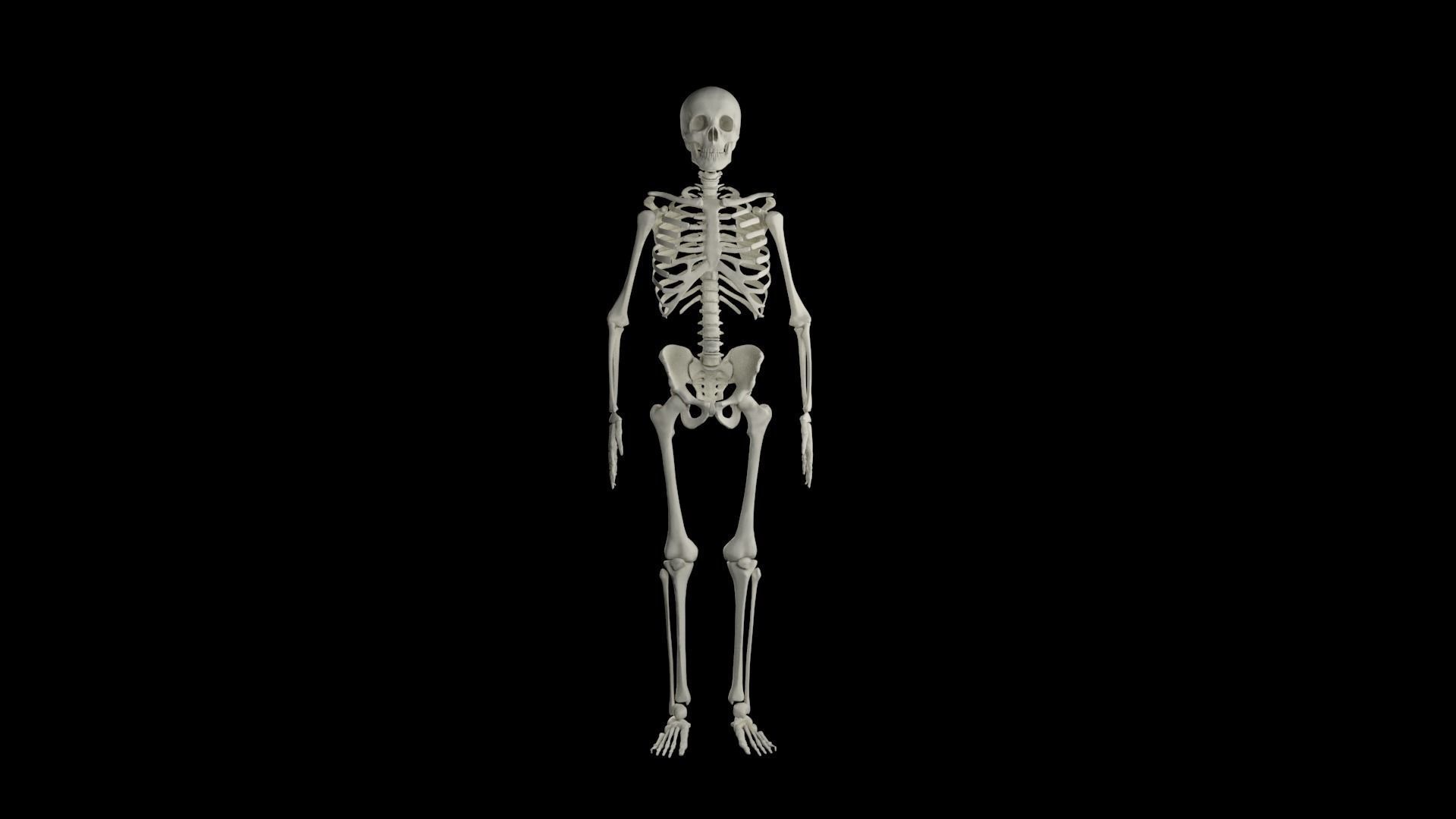 Midpoly Skeleton 3D model_2