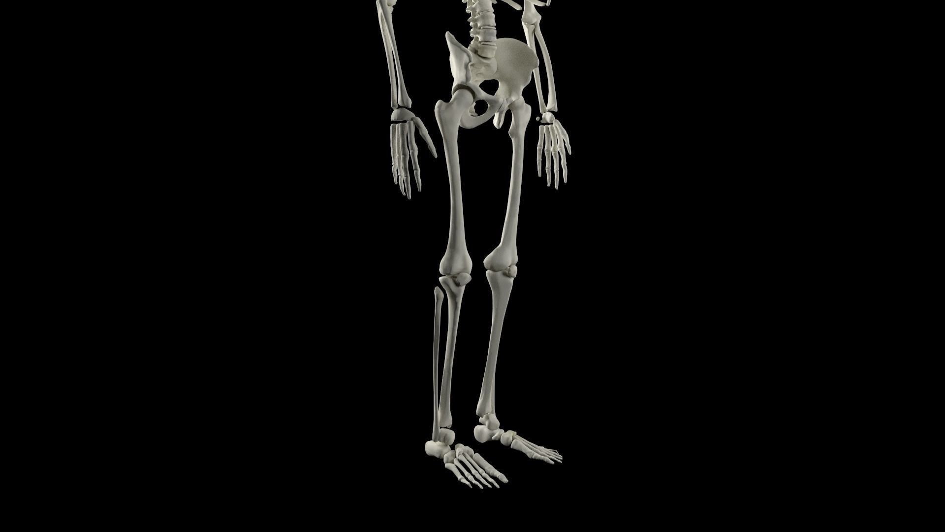 Midpoly Skeleton 3D model_6