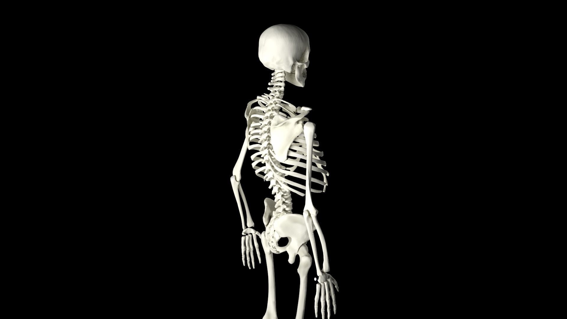 Midpoly Skeleton 3D model_5
