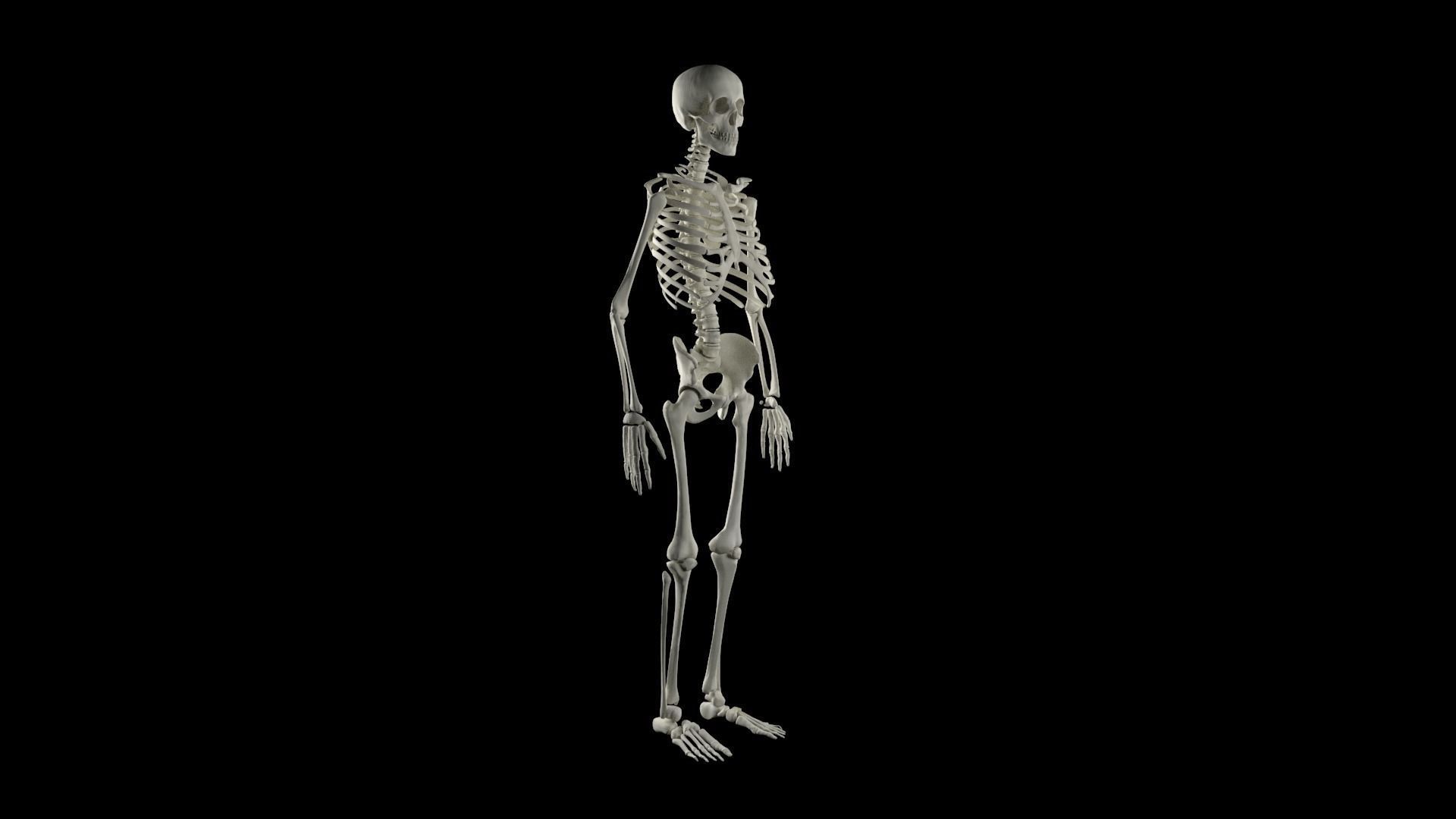 Midpoly Skeleton 3D model_4