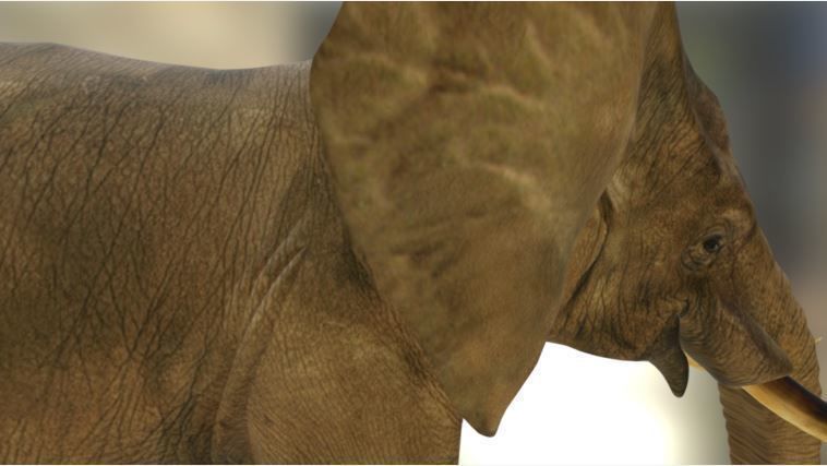 Elephant in environment Free low-poly 3D model_2