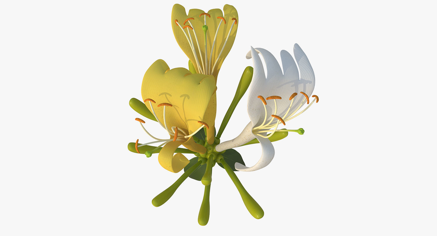 Honeysuckle Flower 3D model_1