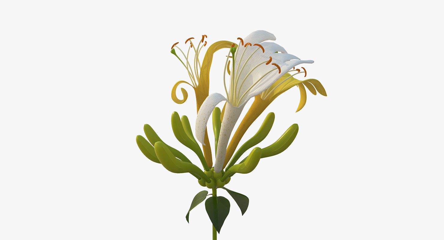 Honeysuckle Flower 3D model_2