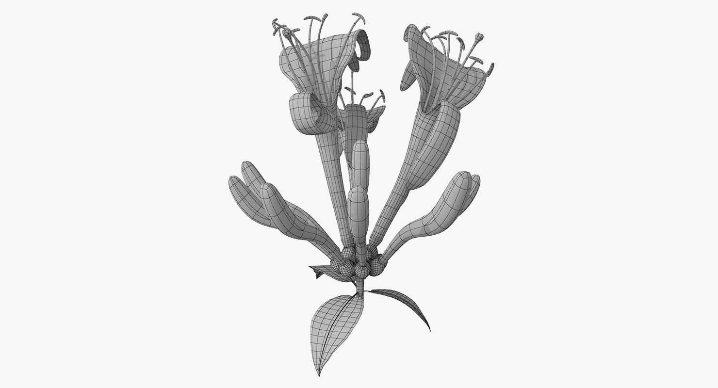 Honeysuckle Flower 3D model_4