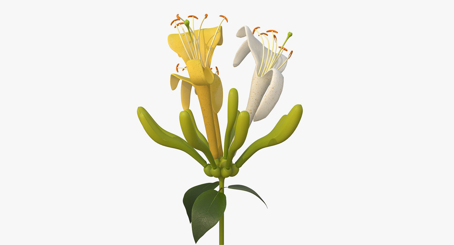 Honeysuckle Flower 3D model_3