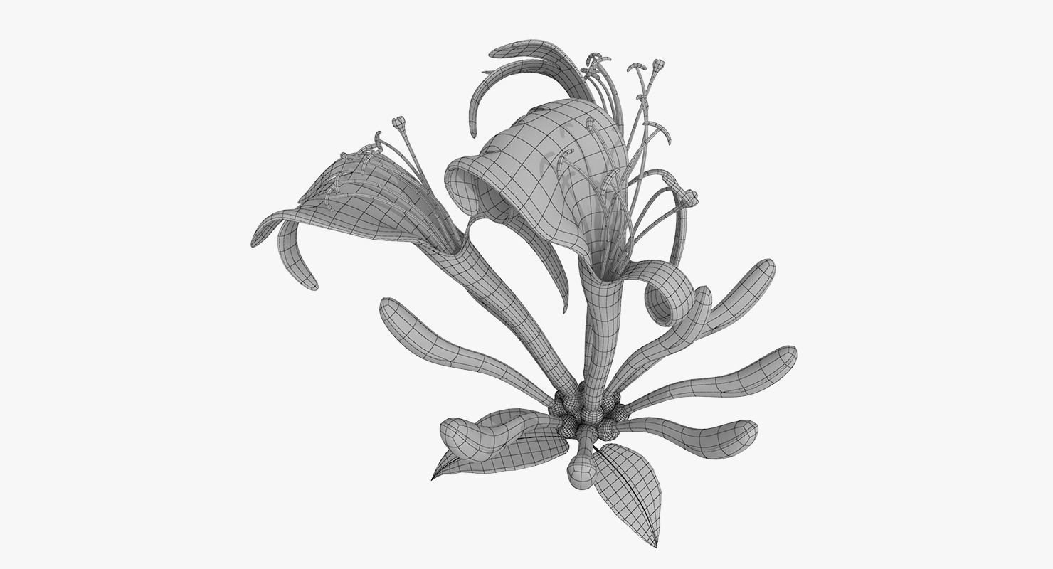 Honeysuckle Flower 3D model_9
