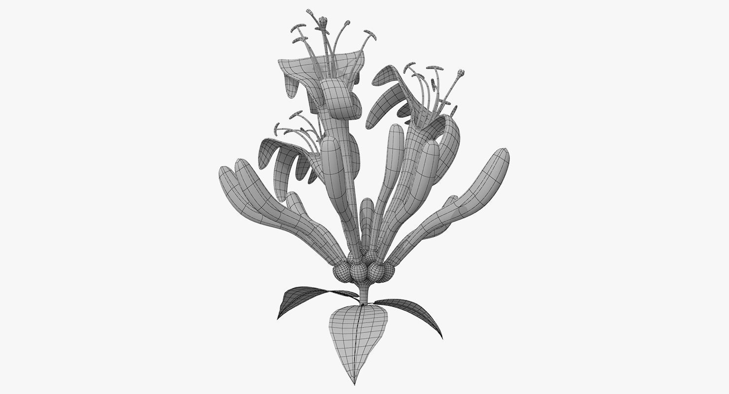 Honeysuckle Flower 3D model_8
