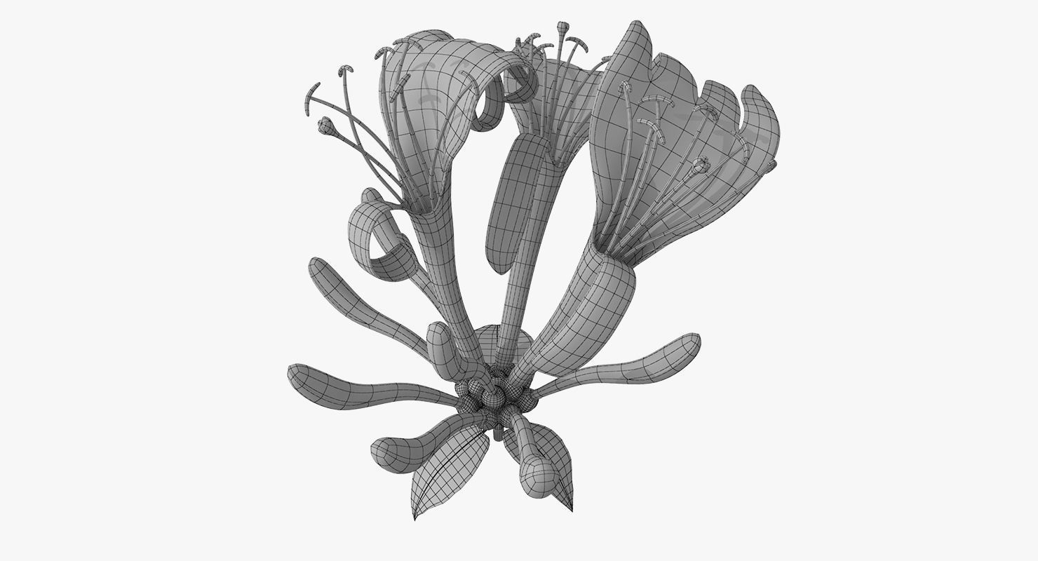 Honeysuckle Flower 3D model_7