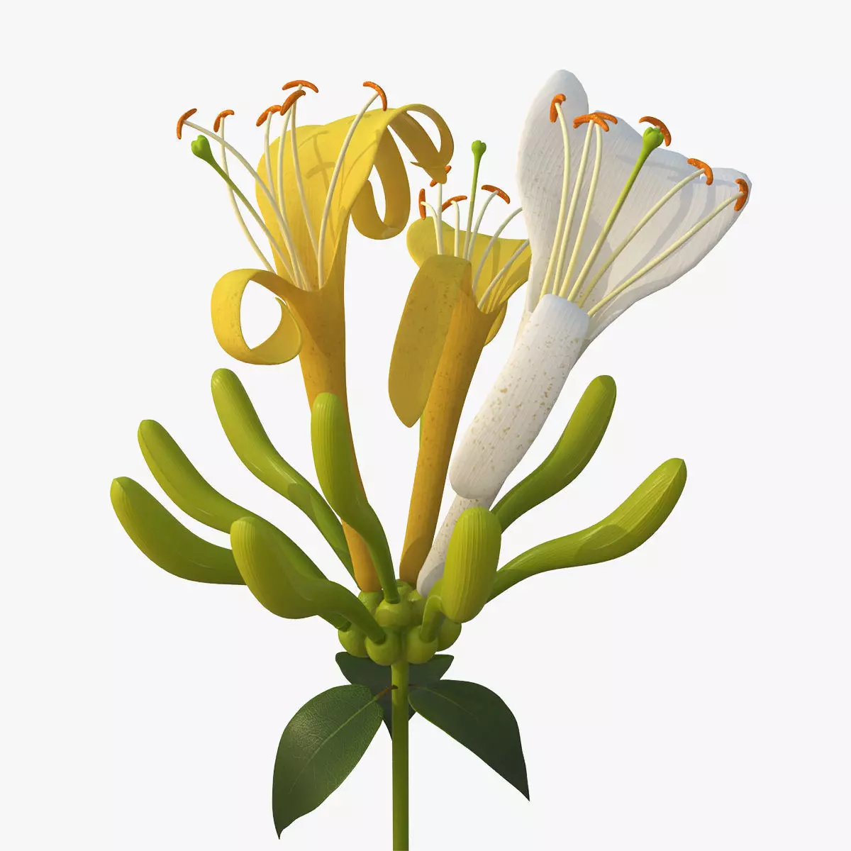 Honeysuckle Flower 3D model_0