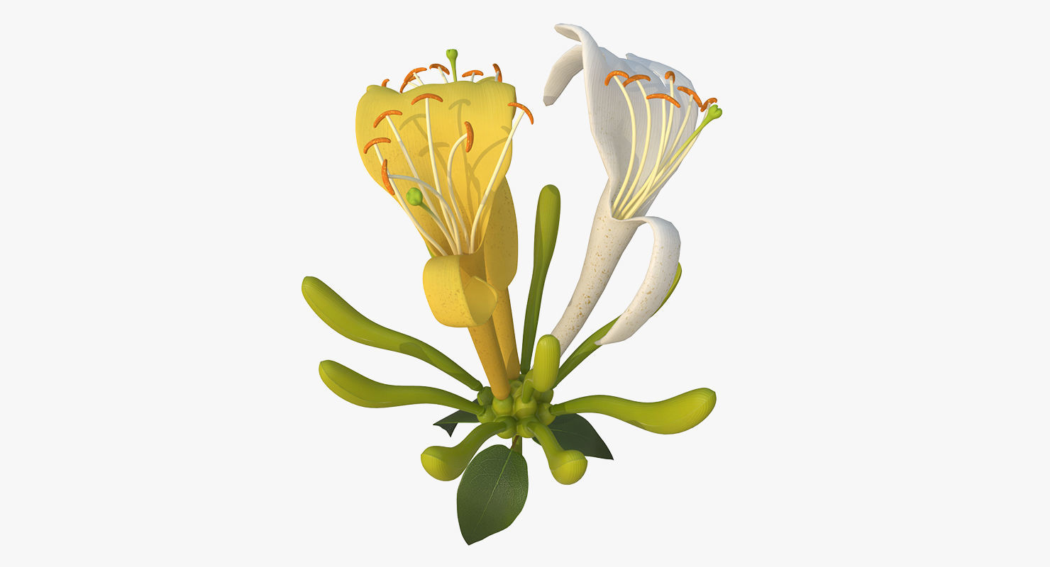 Honeysuckle Flower 3D model_5