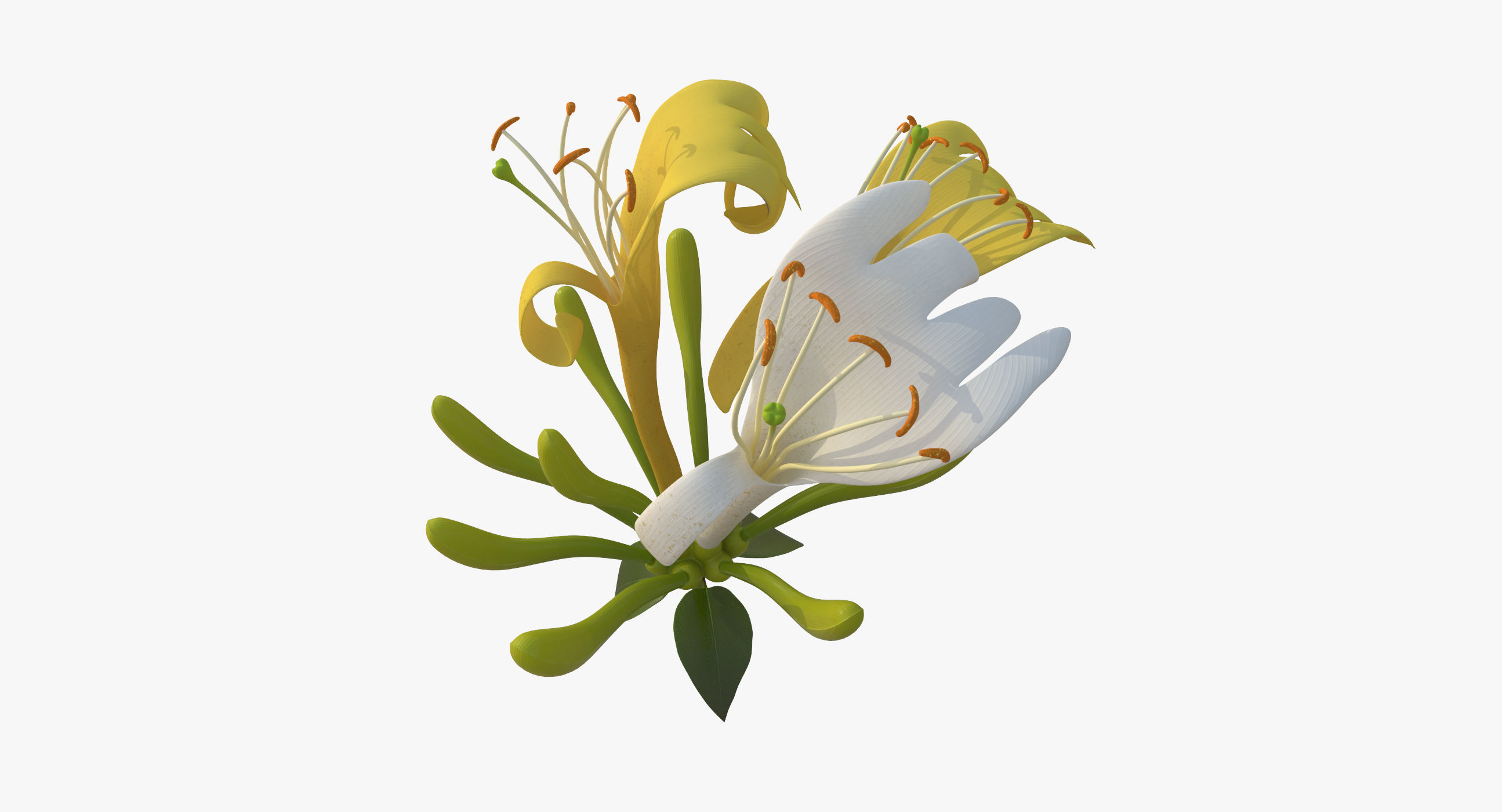 Honeysuckle Flower 3D model_6