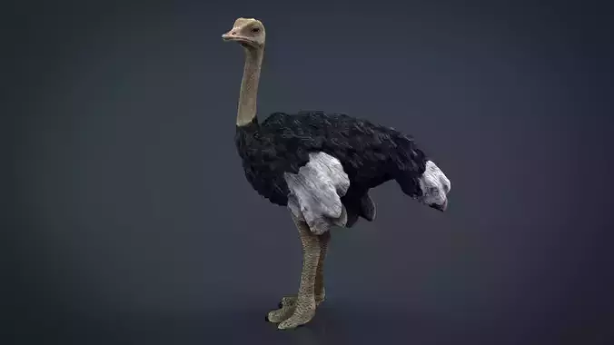 Ostrich
