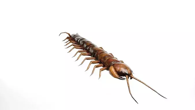 Realistic House Centipede Creature