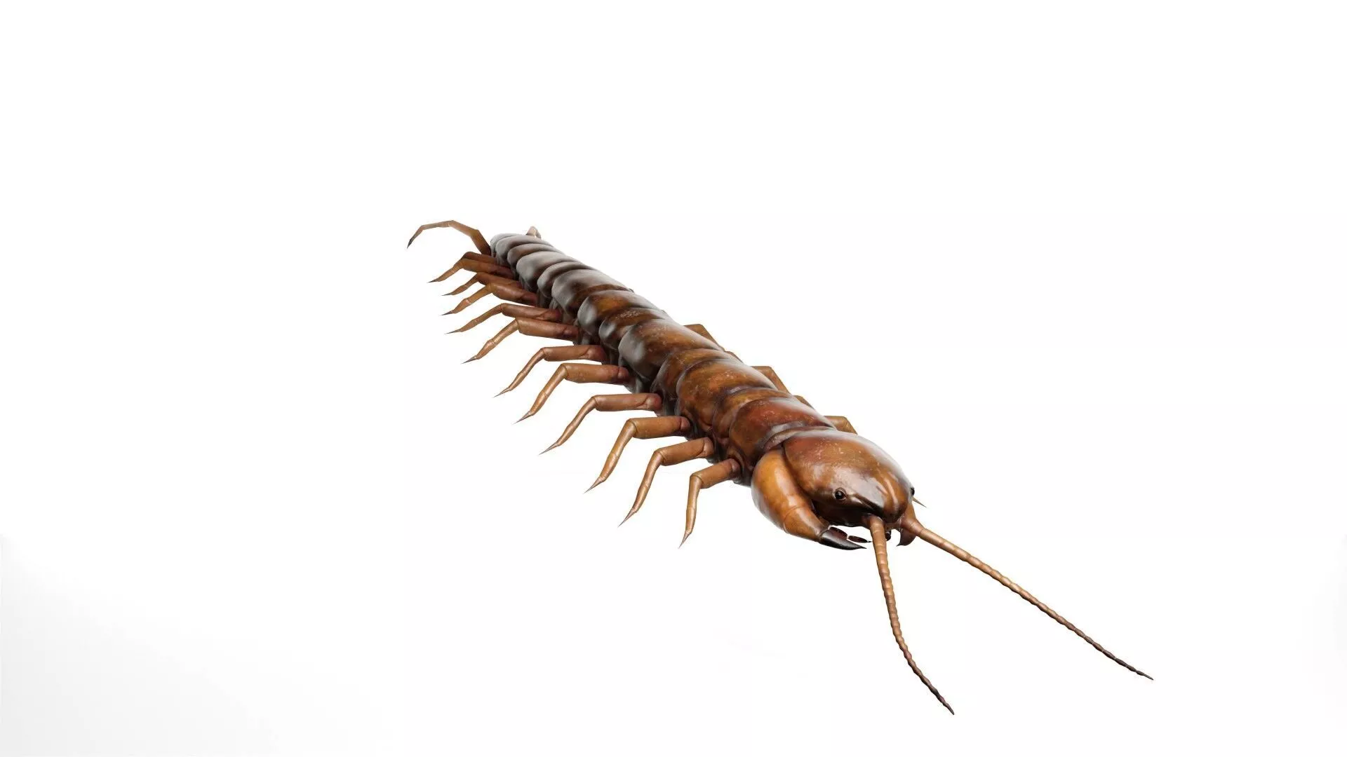 Realistic House Centipede Creature Low-poly 3D model