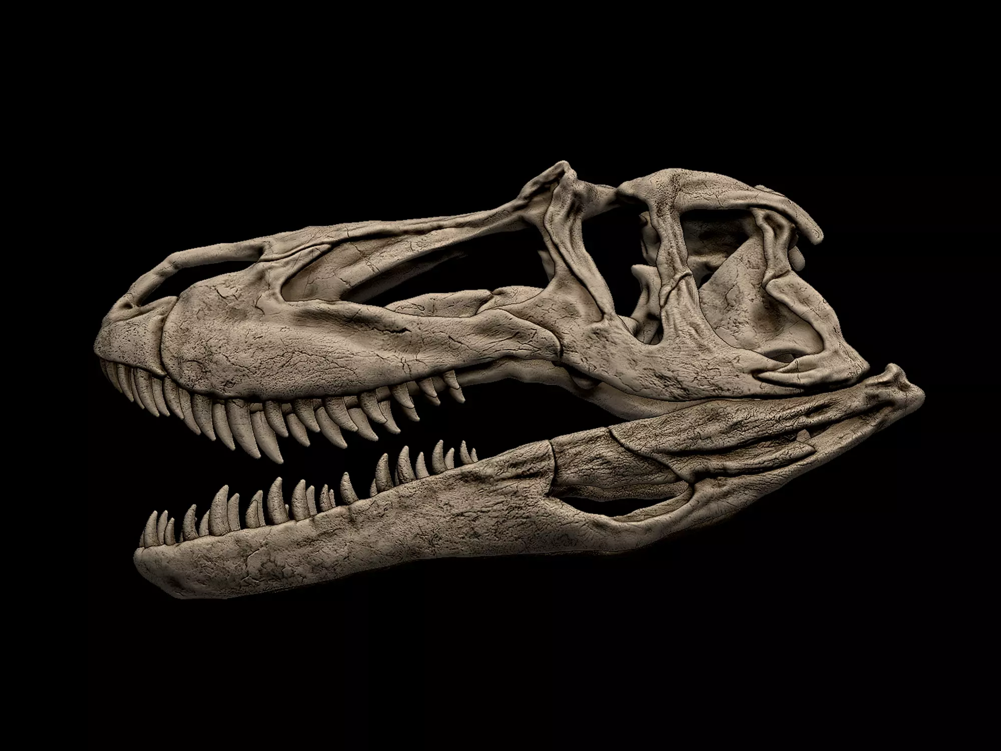 Torvosaurus Skull 3D print model