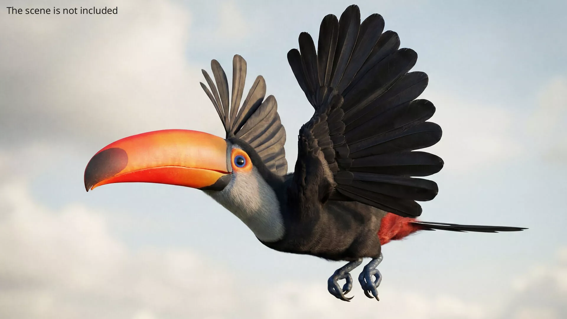 Toco Toucan Fur Set Animated Rigged For Maya 3D model
