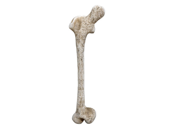 Old Decayed Bone Femur Low-poly 3D model